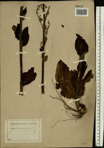 Verbascum lychnitis L., Eastern Europe, Central region (E4) (Russia)
