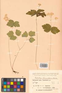 Thalictrum filamentosum Maxim., Siberia, Russian Far East (S6) (Russia)