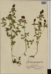 Trifolium spadiceum L., Western Europe (EUR) (Bulgaria)