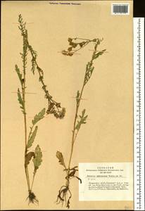 Jacobaea ambracea (Turcz. ex DC.) B. Nord., Siberia, Altai & Sayany Mountains (S2) (Russia)