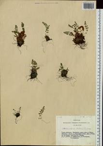 Woodsia alpina (Bolton) Gray, Siberia, Altai & Sayany Mountains (S2) (Russia)