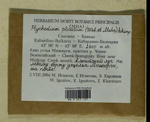 Lescuraea plicata (Schleich. ex F. Weber & D. Mohr) Lindb., Bryophytes, Bryophytes - North Caucasus & Ciscaucasia (B12) (Russia)