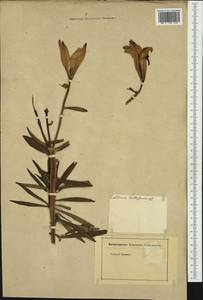 Lilium bulbiferum L., Western Europe (EUR) (Not classified)