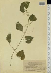 Thladiantha dubia Bunge, Eastern Europe, West Ukrainian region (E13) (Ukraine)