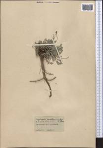 Oxytropis savellanica Boiss., Middle Asia, Pamir & Pamiro-Alai (M2) (Tajikistan)