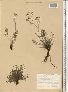Pimpinella tragium Vill., Eastern Europe, South Ukrainian region (E12) (Ukraine)