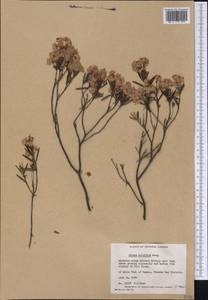 Kalmia polifolia Wangenh., America (AMER) (Canada)