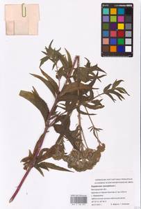 Eupatorium cannabinum L., Eastern Europe, Central forest-and-steppe region (E6) (Russia)