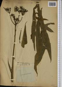 Sonchus palustris L., Western Europe (EUR) (Germany)