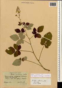 Rubus canescens DC., Caucasus, Black Sea Shore (from Novorossiysk to Adler) (K3) (Russia)