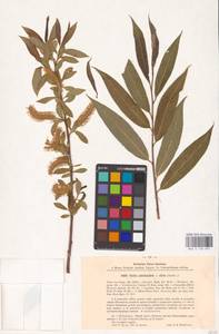 Salix pentandra × alba, Siberia, Western Siberia (S1) (Russia)