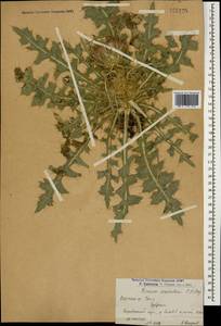 Cirsium rhizocephalum C. A. Mey., Caucasus, Armenia (K5) (Armenia)