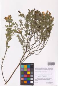 Chamaecytisus austriacus (L.) Link, Eastern Europe, Central forest-and-steppe region (E6) (Russia)