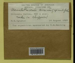 Homalothecium aureum (Spruce) H. Rob., Bryophytes, Bryophytes - America (BAm) (United States)