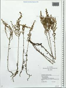 Artemisia austriaca Jacq., Eastern Europe, Lower Volga region (E9) (Russia)