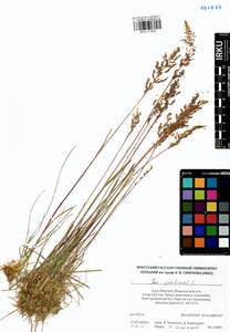 Poa pratensis L., Siberia, Yakutia (S5) (Russia)