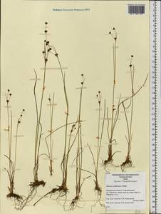 Juncus alpinoarticulatus subsp. rariflorus (Hartm.) Holub, Eastern Europe, Northern region (E1) (Russia)