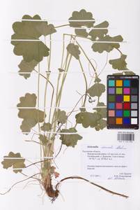 Alchemilla nemoralis Alechin, Eastern Europe, Central region (E4) (Russia)