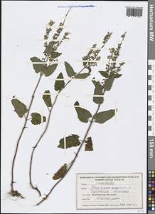 Teucrium scordium L., Western Europe (EUR) (United Kingdom)