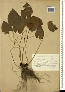 Epimedium pinnatum subsp. colchicum (Boiss.) N. Busch, Caucasus, Abkhazia (K4a) (Abkhazia)