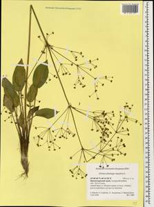 Alisma plantago-aquatica L., Caucasus, Krasnodar Krai & Adygea (K1a) (Russia)