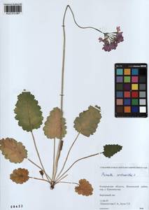 Primula cortusoides L., Siberia, Altai & Sayany Mountains (S2) (Russia)