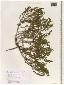 Halogeton arachnoideus (Bunge) Moq., South Asia, South Asia (Asia outside ex-Soviet states and Mongolia) (ASIA) (China)
