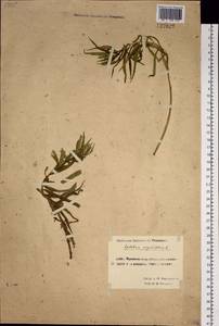 Chamaenerion angustifolium (L.) Scop., Siberia, Chukotka & Kamchatka (S7) (Russia)