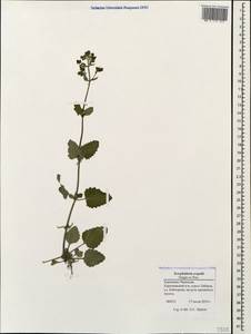 Scrophularia scopolii Hoppe, Caucasus, Stavropol Krai, Karachay-Cherkessia & Kabardino-Balkaria (K1b) (Russia)