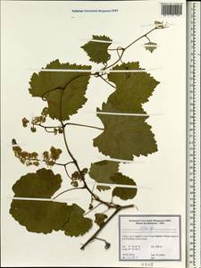 Vitis, South Asia, South Asia (Asia outside ex-Soviet states and Mongolia) (ASIA) (Turkey)