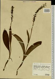 Platanthera fuscescens (L.) Kraenzl., Siberia, Russian Far East (S6) (Russia)