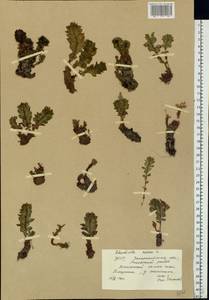 Rhodiola rosea L., Eastern Europe, West Ukrainian region (E13) (Ukraine)
