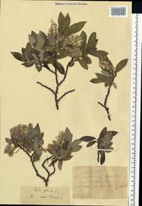 Salix glauca L., Siberia, Altai & Sayany Mountains (S2) (Russia)