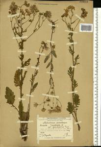 Jacobaea vulgaris subsp. vulgaris, Eastern Europe, Volga-Kama region (E7) (Russia)
