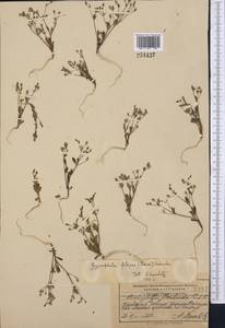 Saponaria floribunda (Kar. Kir.) Boiss., Middle Asia, Pamir & Pamiro-Alai (M2) (Kyrgyzstan)