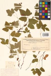 Rubus arcticus L., Eastern Europe, Central forest region (E5) (Russia)
