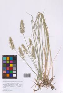 Agropyron cristatum (L.) Gaertn., Eastern Europe, Moscow region (E4a) (Russia)