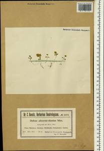 Rubus phoenicolasius Maxim., South Asia, South Asia (Asia outside ex-Soviet states and Mongolia) (ASIA) (Poland)