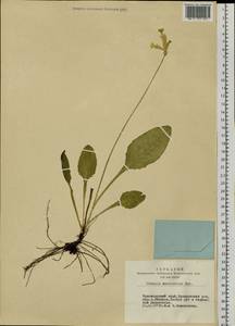 Primula veris subsp. macrocalyx (Bunge) Lüdi, Siberia, Altai & Sayany Mountains (S2) (Russia)