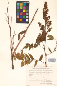 Sorbaria sorbifolia (L.) A. Braun, Siberia, Chukotka & Kamchatka (S7) (Russia)