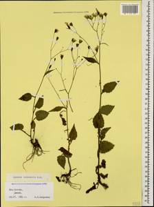 Lapsana communis subsp. intermedia (M. Bieb.) Hayek, Caucasus, South Ossetia (K4b) (South Ossetia)