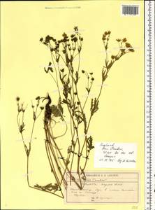 Potentilla longipes Ledeb., Eastern Europe, Central forest-and-steppe region (E6) (Russia)