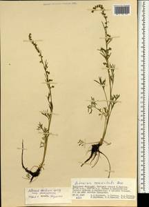 Artemisia desertorum subsp. pseudojaponica Darijma & Kamelin, Mongolia (MONG) (Mongolia)