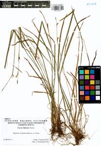 Carex vaginata var. petersii (C.A.Mey. ex F.Schmidt) Akiyama, Siberia, Baikal & Transbaikal region (S4) (Russia)