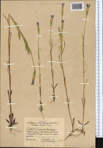 Gentianopsis barbata (Froel.) Ma, Middle Asia, Western Tian Shan & Karatau (M3) (Uzbekistan)