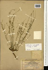 Andrachne telephioides L., Caucasus, Armenia (K5) (Armenia)