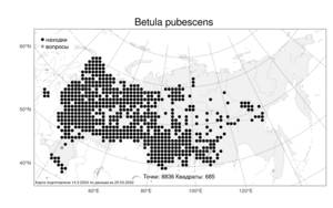 Betula pubescens Ehrh., Atlas of the Russian Flora (FLORUS) (Russia)