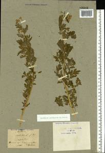Tanacetum parthenium (L.) Sch. Bip., Eastern Europe, Central region (E4) (Russia)