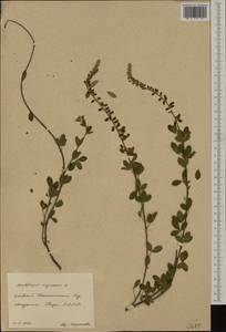 Cytisus nigricans L., Botanic gardens and arboreta (GARD) (Russia)