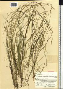 Carex echinata subsp. echinata, Siberia, Russian Far East (S6) (Russia)